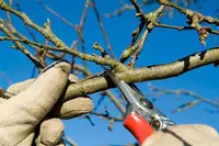 Winter Pruning