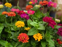 Zinnia