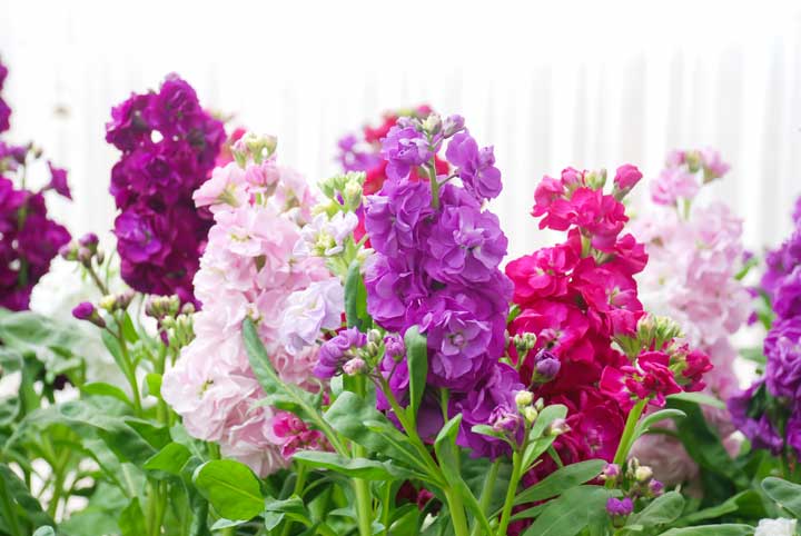 https://www.gardenworks.ca/files/images/stocks-matthiola-incana-flower-stock-flowers-cut-flowers-nursery.jpg