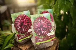 Dahlia Embassy