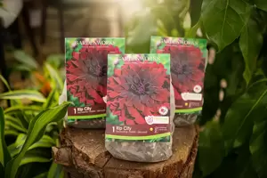 Dahlia Rip City