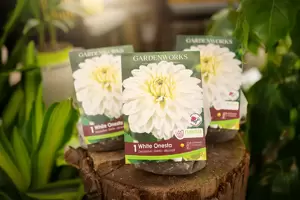 Dahlia White Onesta