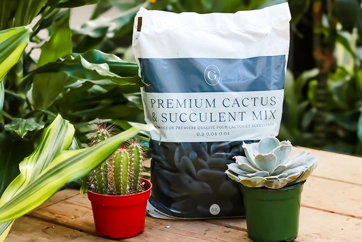 GARDENWORKS Premium Cactus & Succulent Mix