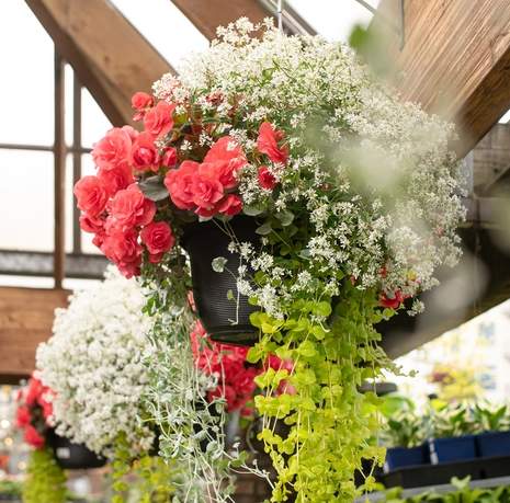 Hanging Baskets