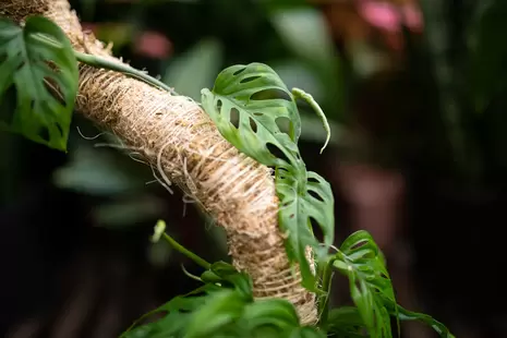 Indoor Plant Accessories