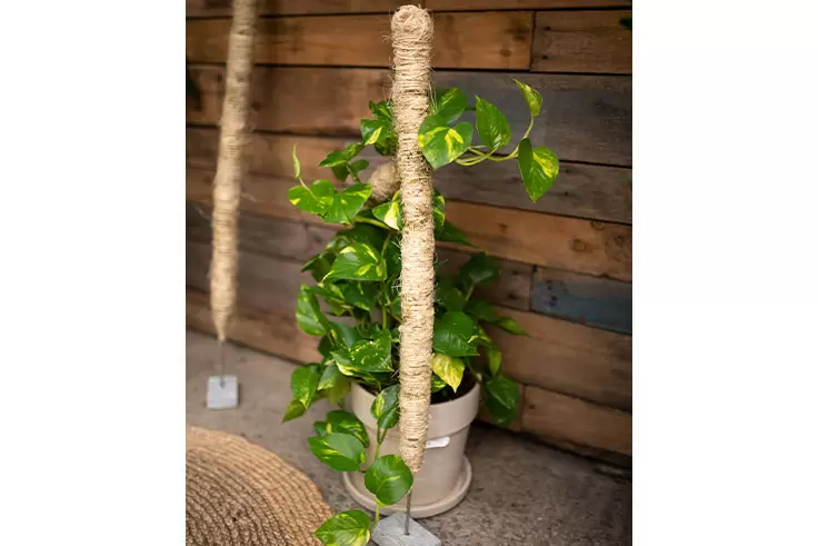 Buy Bendable Moss Pole - 30