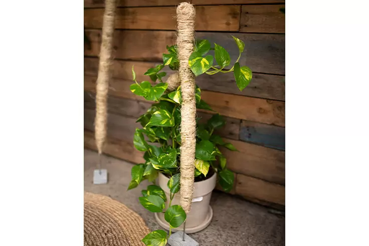 Mossify® Bendable Moss Poles - image 3