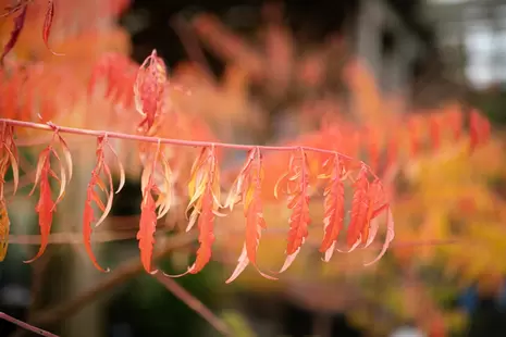 Trees & Shrubs