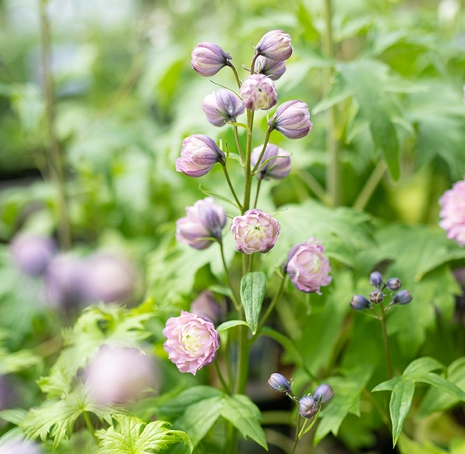 Perennials