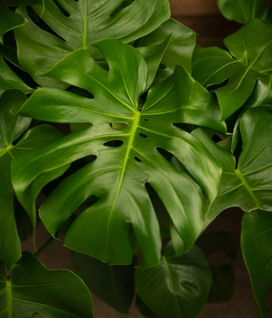 Indoor House Plants